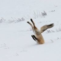 Карина Коробова