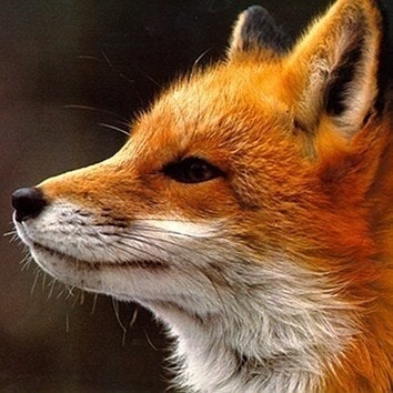 foxbok