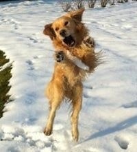 Guillaume De Saint Louvent