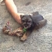 Tammy RIley Hamilton