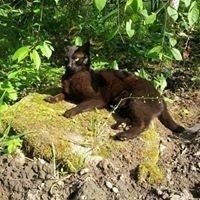 Микола Барс