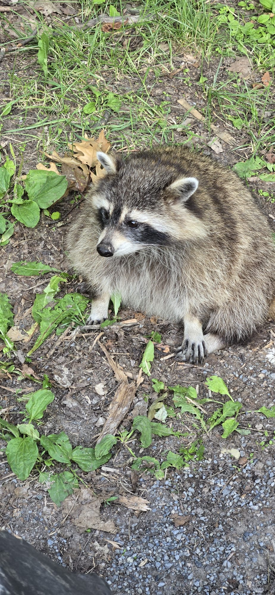 APP Raccoon