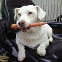 Jean-pierre van Moer