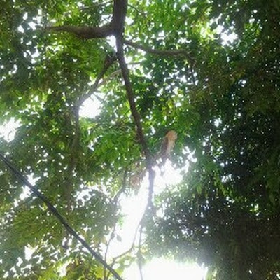 ahamada abdallah kamal