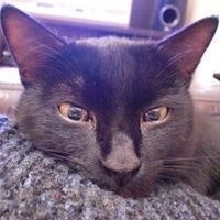 Галеб Амбал