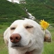 Martin Advokatijevic