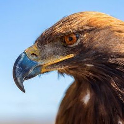 Pre Ov (Overpresent)