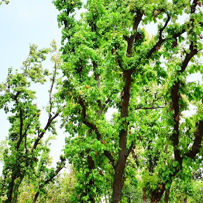 vasu sharma
