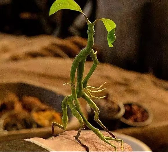 Bowtruckle