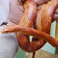 Luca Vendemini Bentivoglio