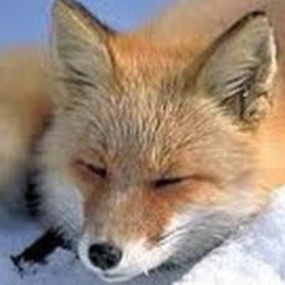 wild fox