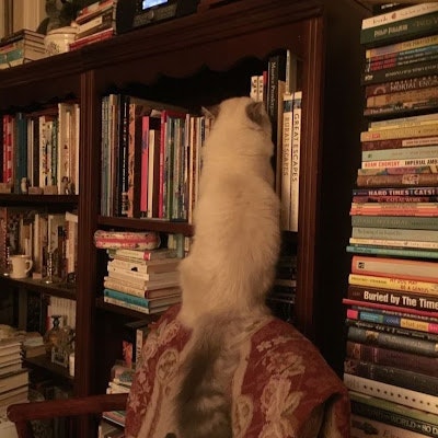 مَيساء منصور