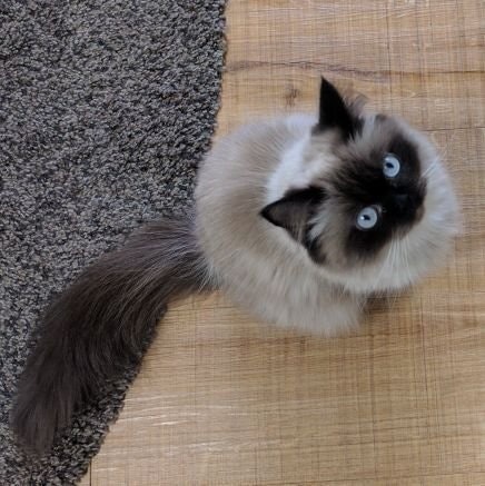 うー@副業PHPメンター