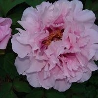 Shelley Singelman Luebke