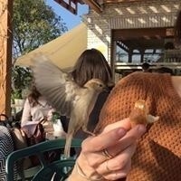 Filippo Falleroni Bertoni