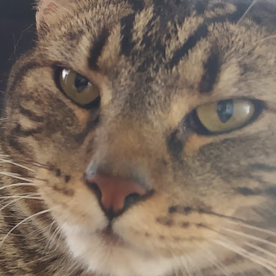 ProductHunt profile picture for @ivory