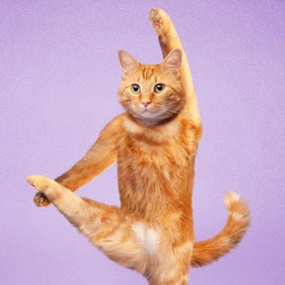 yoga katze