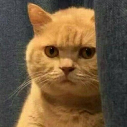 薛定谔弄死的猫