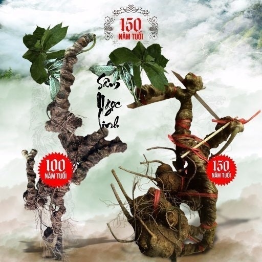 Sâm Ngọc Linh Onplaza