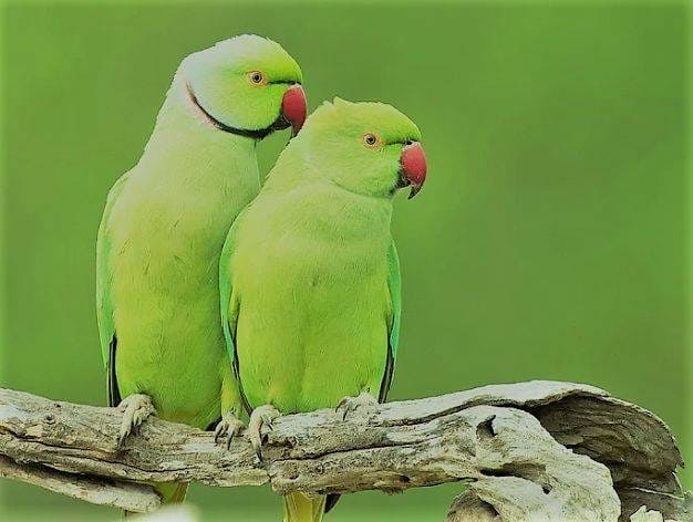 Buy Twitter Accounts