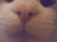 Monkeys Go To Heaven