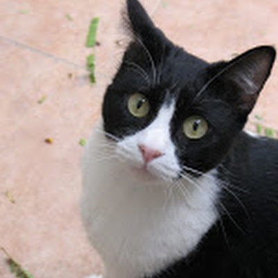 Assaf