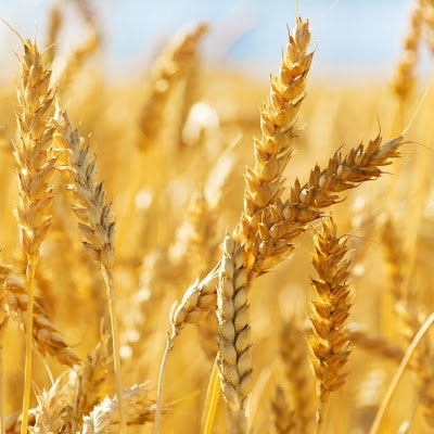 Cornelius Andrias Van Heerden