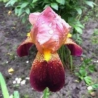 Павел Осипа