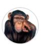 ProductHunt profile picture for @git