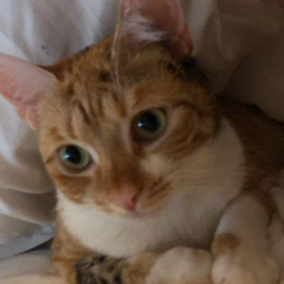 Yoon Kang (Yooniverse)