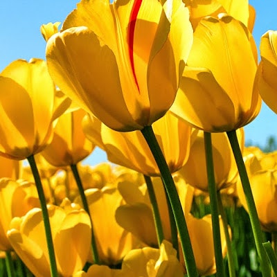 Seshananda Tippaluru