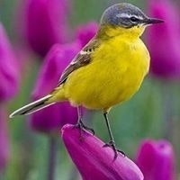 Սաթե Միքայել