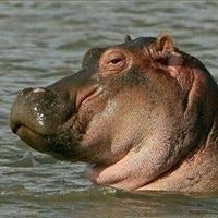 Дима Зиняков