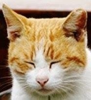 ProductHunt profile picture for @clive