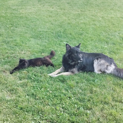 Flaukowski