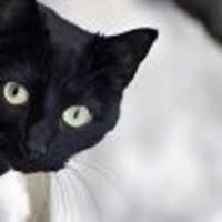 Тимоша Василек