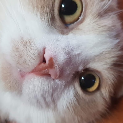 몽실이는몽몽해