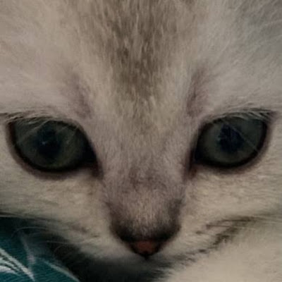 Дмитрий Горичев (GORICHEV)