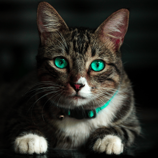 CREATOR CAT