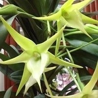 Hoa Bùi Thị Hồng