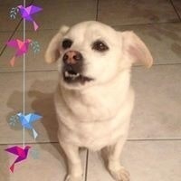 Helena Justino Lopes