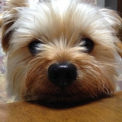 .にるぽ(だめにんげん).swp🐶