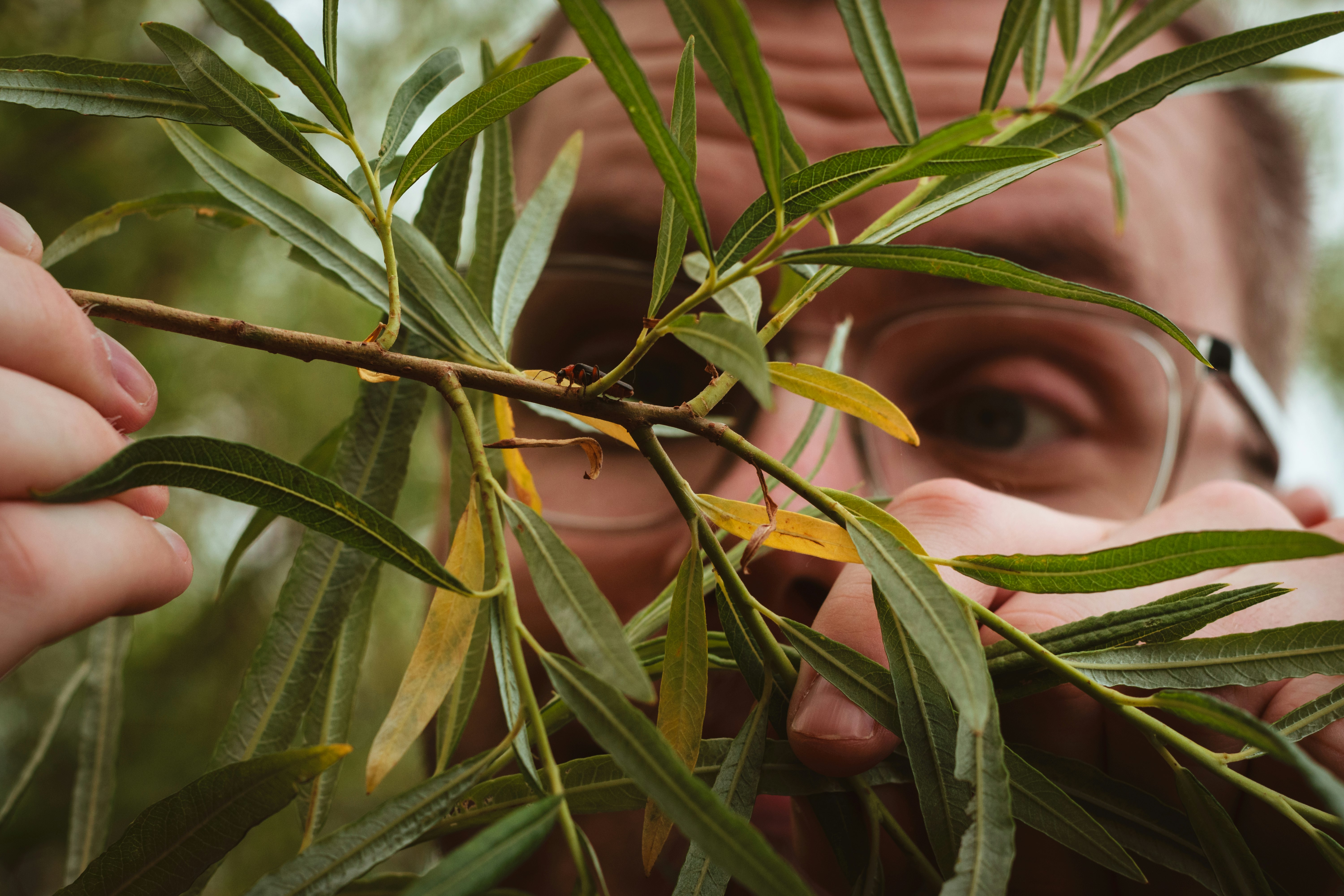 Pierre (Koffeinöverdos)