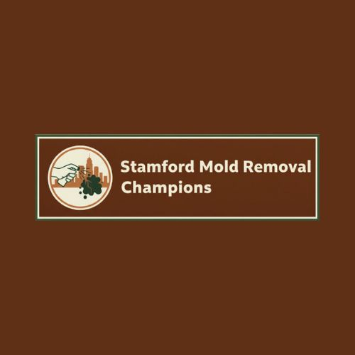 Stamford Mold Removal Champions