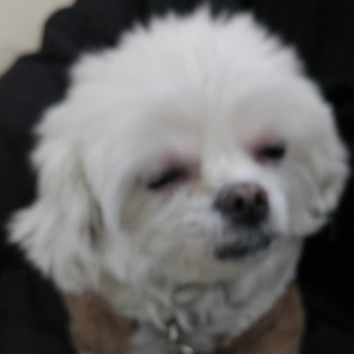 DH YI