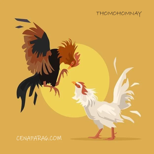 ĐÁ GÀ TRỰC TIẾP