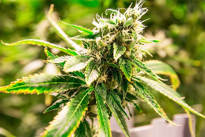 Marijuana Clones Online