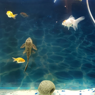 TEH CHEE WOON (clement teh)