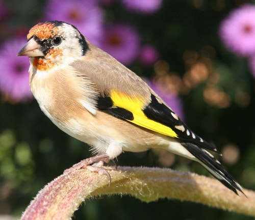Andrew Goldfinch