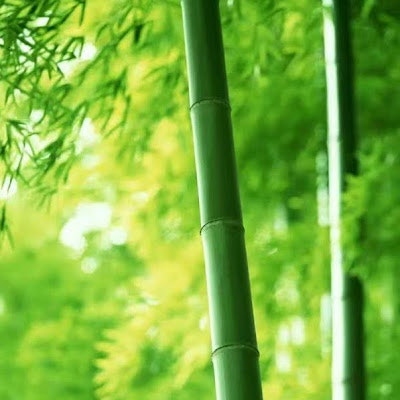 ly xiwang (Xiwangly)